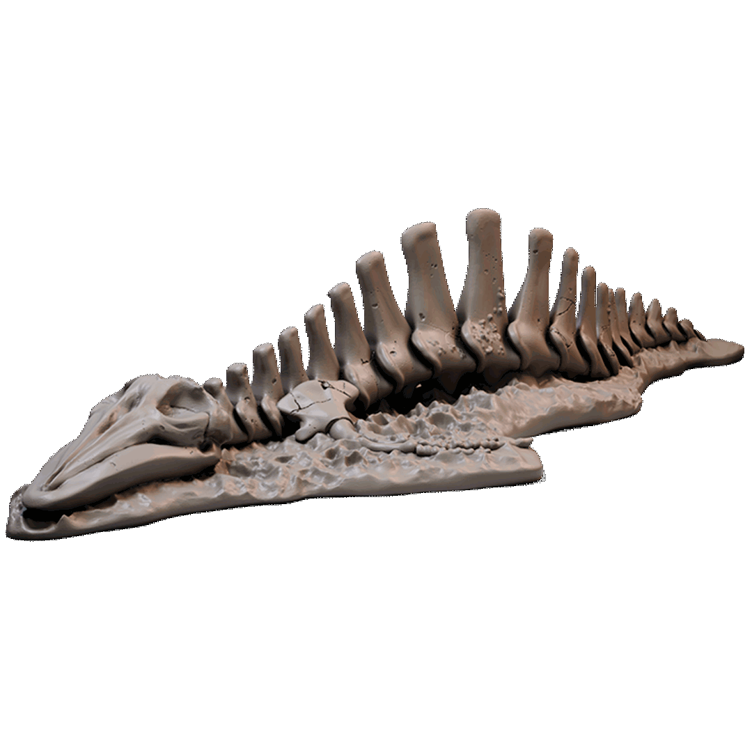 Whale Skeleton